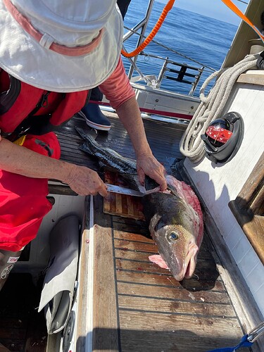 cod, northern Newfoundland